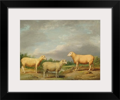 Ryelands Sheep, the King's Ram, the King's Ewe and Lord Somerville's Wether, c.1801-07