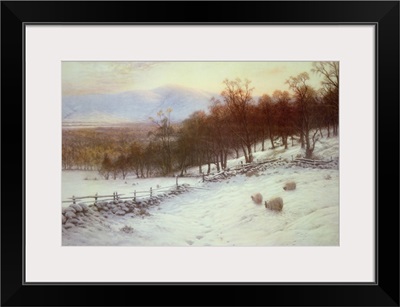 Snow Covered Fields with Sheep