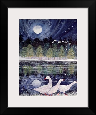 Snow Geese, 1995