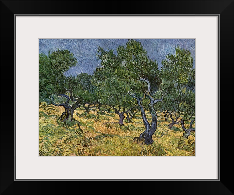 The Olive Grove