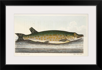 The Pike, from A Treatise on Fish and Fish-ponds, pub. 1832 (hand coloured engraving)