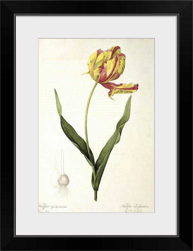 BAL46168 Tulipa gesneriana dracontia, from 'Les Liliacees', 1816 (colour engraving) (see also 46199)  by Redoute, Pierre J...