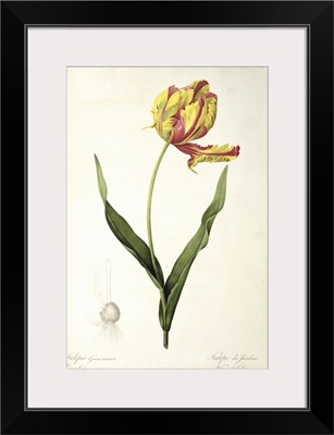 Tulipa gesneriana dracontia, from Les Liliacees