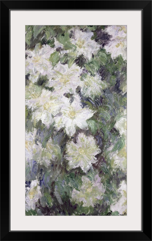 White Clematis, 1887