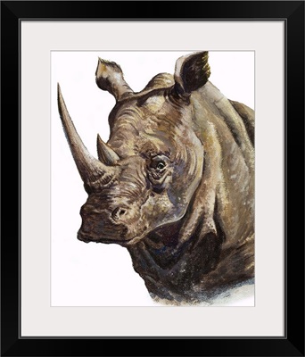 White Rhinoceros, 1980