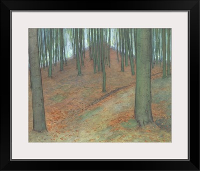 Wood With Beech Trees