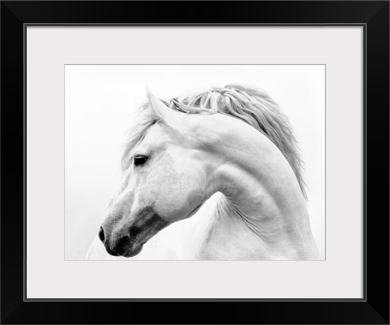 Black and white photograph of a white stallion with a flowing mane against a white background.