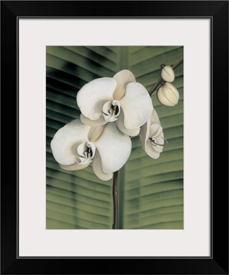 Orchid with Palm II