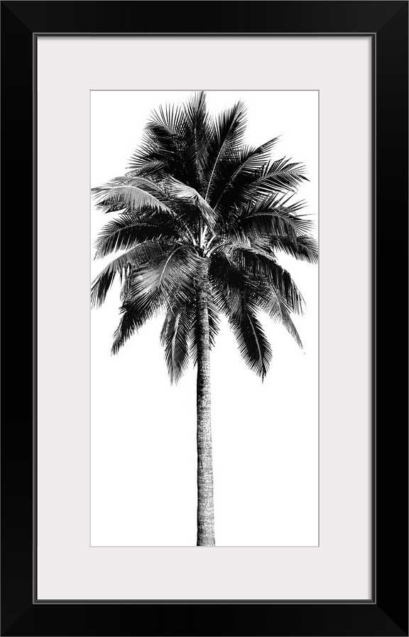 Palm Tree I