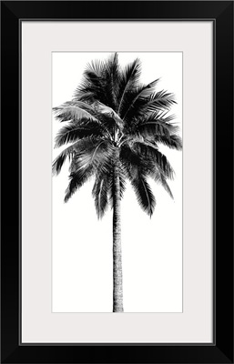 Palm Tree I