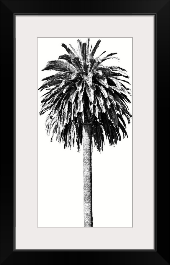 Palm Tree II