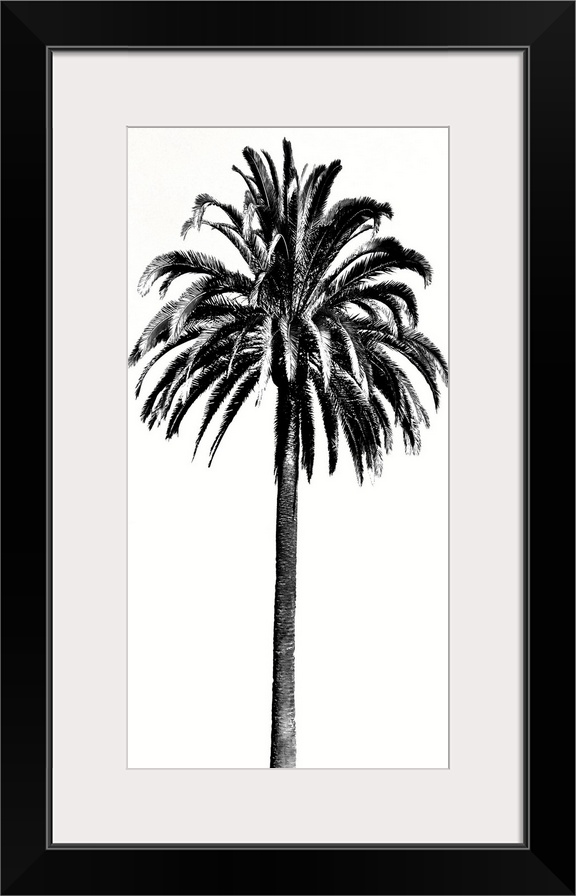 Palm Tree III