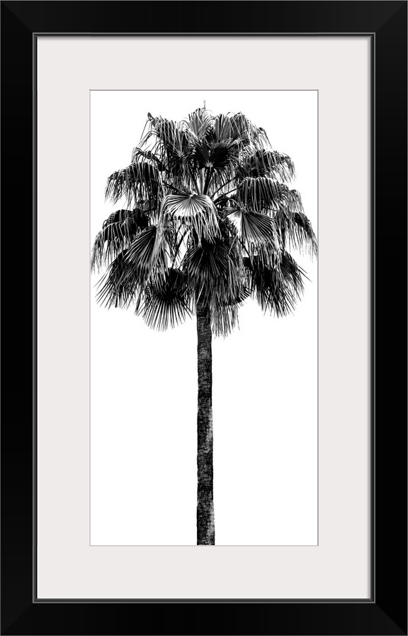 Palm Tree IV