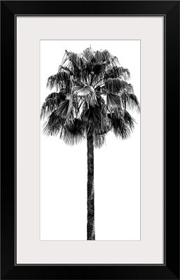 Palm Tree IV