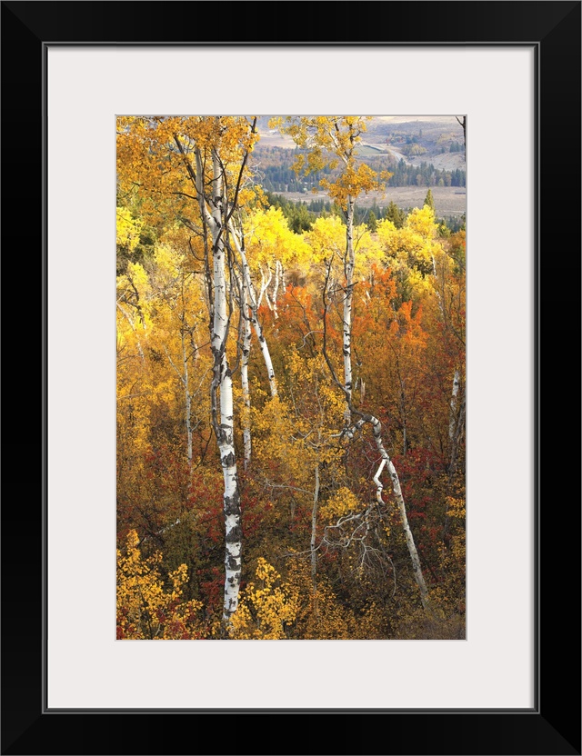 Aspen trees.