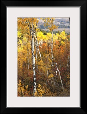 Aspen Glory