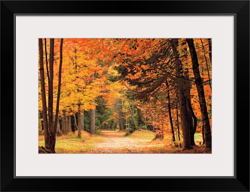 A dirt road through tall autumn trees in vibrant colors leaves of red and orange.