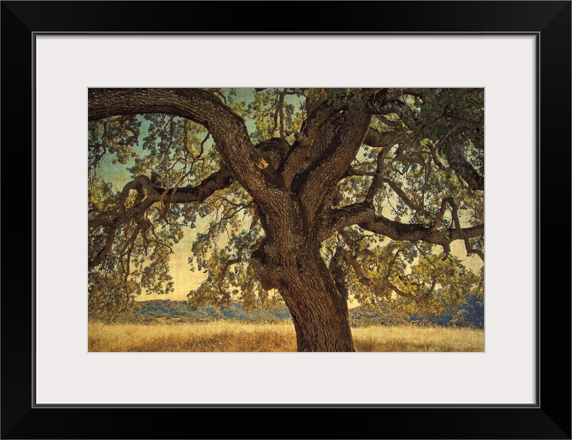 A horizontal photograph of a large, twisted oak tree surrounded by a golden field.