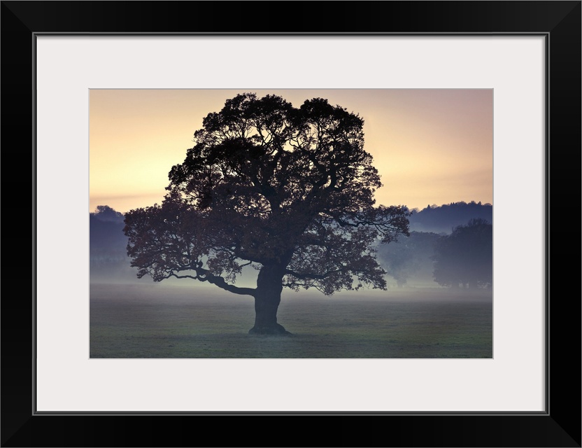 Photograph of a large tree in a field as the evening mist appears with a line of trees in the background.