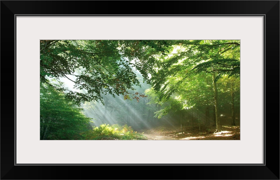 A panoramic image of a trail through the forest with sun streaks peeping through the tree limbs.