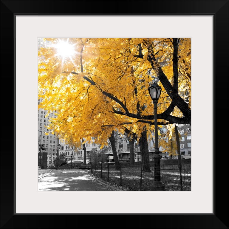 A square image of a path through a wooded park where the image is in black and white while the trees are in color.