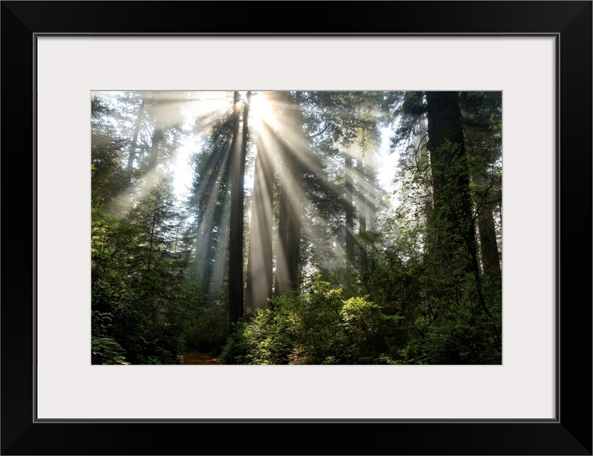 Photograph of the sun beaming through the tall trees in a forest with a path near by.