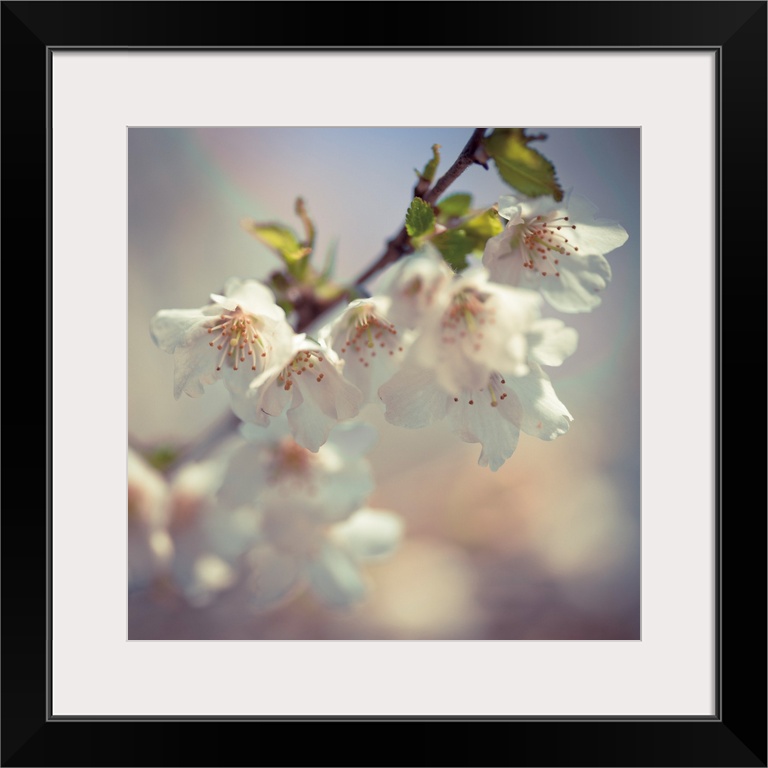 Square photograph of a branch of white apple blossoms.
