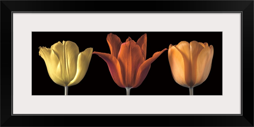 A photo of three tulips in yellow, red and orange.