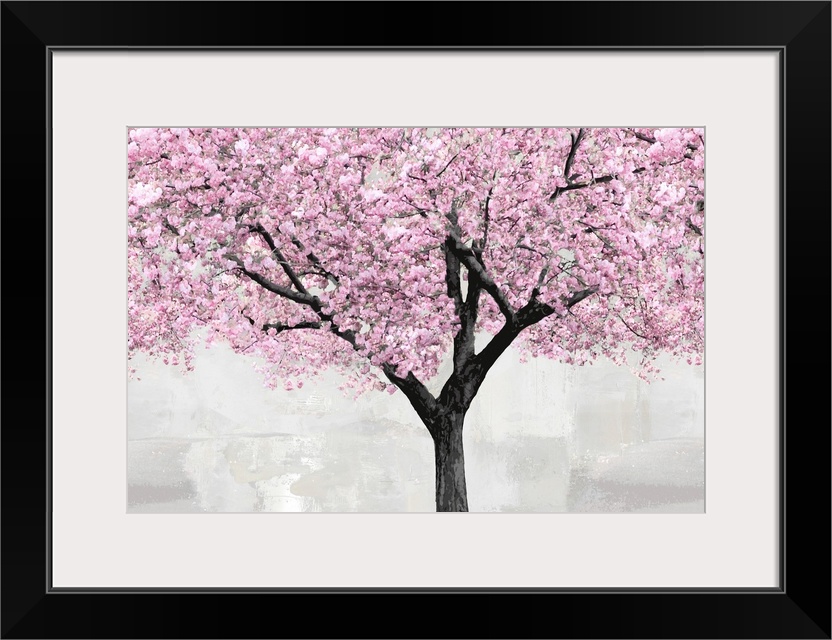 Cherry Blossoms Tree Blush