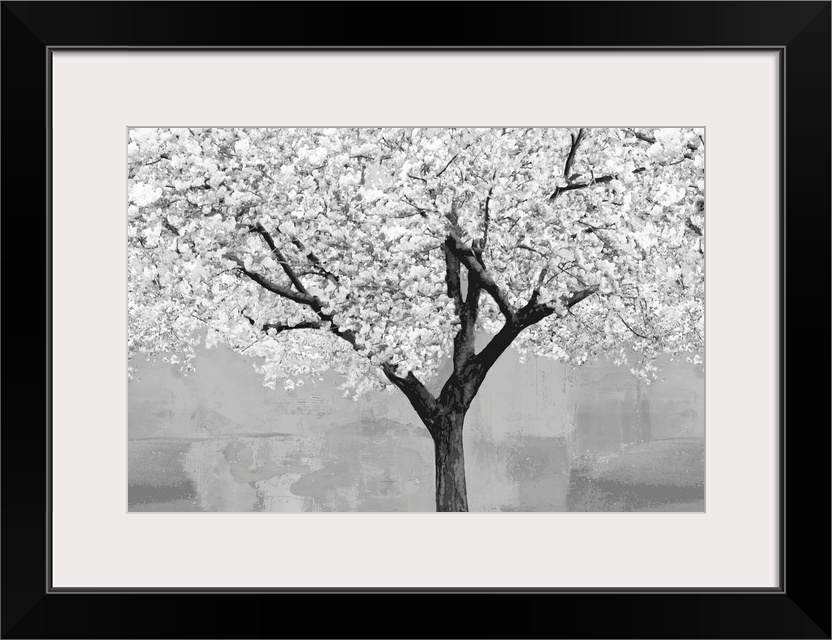 Cherry Blossoms Tree BW