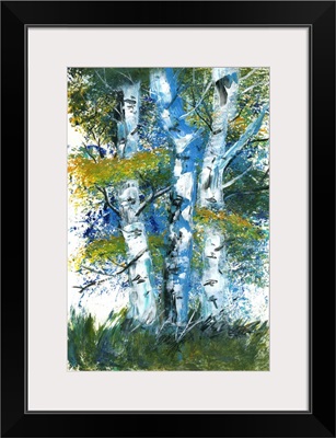 Birch Trees