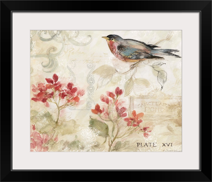 Lovely, soft nature scene featuring the popular Robin.