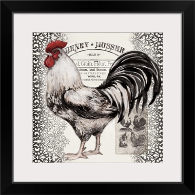 Black and White Rooster