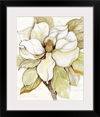Magnolia Bloom 4