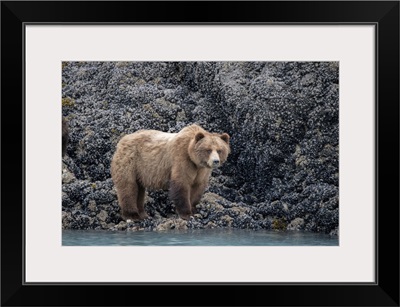A Brown Bear Looking For Food At Low Tide, Muir Inlet, Glacier Bay