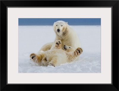 A Female Polar Bear And Her Cub, Beaufort Sea Ice Pack, ANWR, Northern Alaska