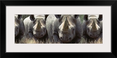 A group of rhinos charging in the African bush