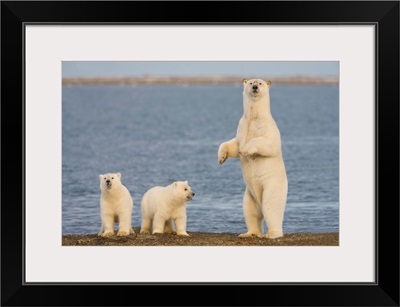 A Pair Of Young Polar Bear Cubs, Beaufort Sea, Coast Of ANWR, Alaska