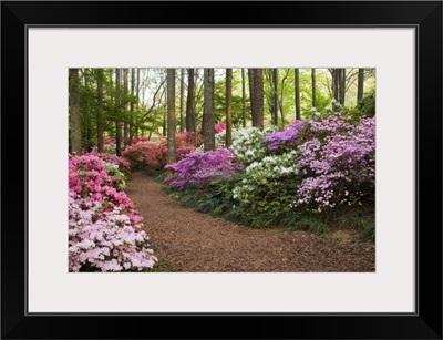 A pathway through azaleas and rhododendrons