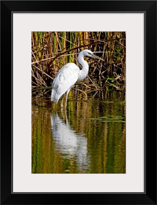 A rare great white heron in southern Florida