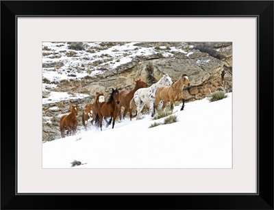 A winter scene of running horses on The Hideout Ranch in Shell, Wyoming