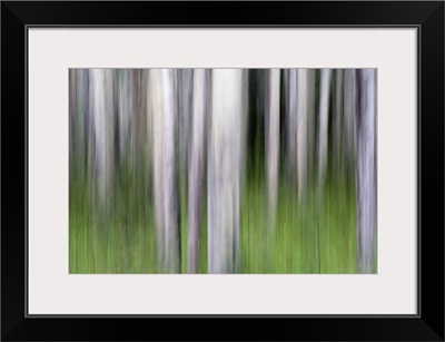 Abstract image of aspen trees in Glacier National Park