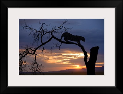Africa, Botswana, Leopard on branch at sunset