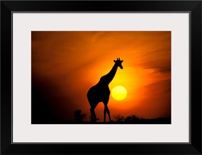 Africa, Kenya, Masai Mara. Giraffe