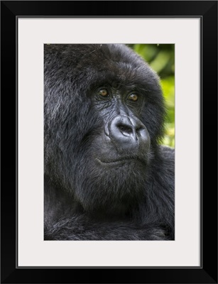 Africa, Rwanda, Close-Up Portrait Of Adult Male Mountain Gorilla, Virunga Mountains