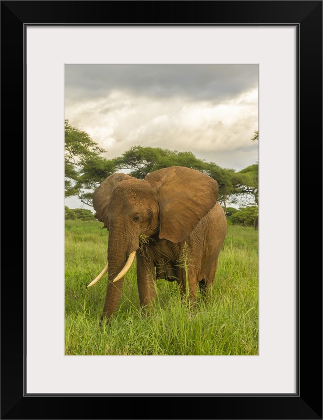 Africa, Tanzania, Tarangire national park. African elephant close-up.