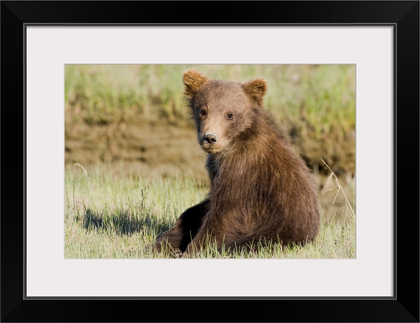 USA. Alaska. Coastal Brown Bear cub at Silver Salmon Creek, Lake Clark NP.