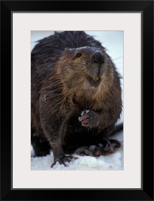 USA, Alaska, Denali National Park, Beaver (Castor canadensis) stands in late spring snow near banks of Teklanika River.