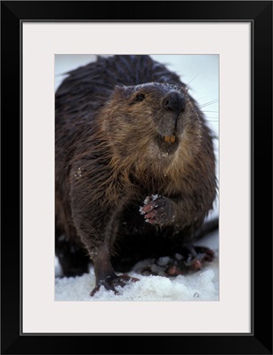 Alaska, Denali National Park, Beaver stands in late spring snow