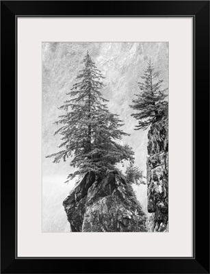 Alaska, Kenai Peninsula, Black And White Image Of Pine Tree On A Monolith